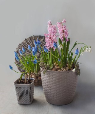 Composition of spring primroses in a pot on a gray background. Blooming snowdrops, muscari, and hyacinths create a delicate, romantic atmosphere, perfect for a cover, banner, or calendar. Place for text.