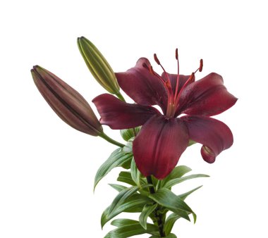 Koyu zambak dalları Asyalı melezler 