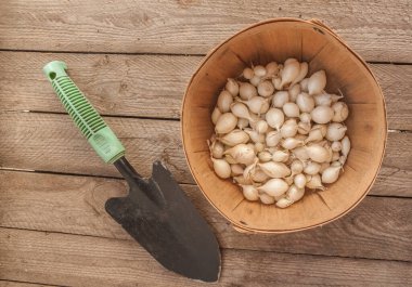 Basket of Snowball onion sets on weathered wood background. Organic garden planting for seasonal harvest. Flat lay composition highlighting natural farming and homegrown vegetable cultivation.
