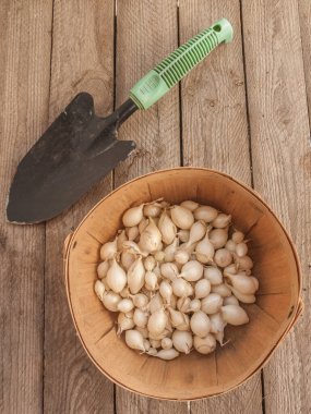 Flat lay of white onion sets (Snowball variety) and small garden shovel on rustic wooden table. Organic seasonal vegetable for garden planting. Natural gardening concept for spring or autumn harvest.