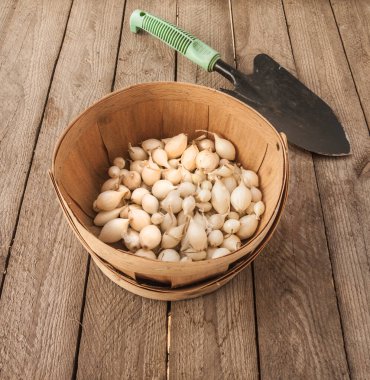 Flat lay of organic onion sets on vintage wooden surface. Seasonal planting concept for home gardening. Fresh white bulbs for healthy and sustainable vegetable growth in backyard gardens.