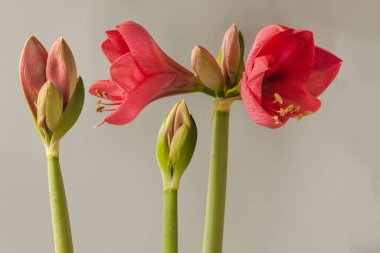 Three peduncles with buds of pink hippeastrum (amaryllis) on a gray background