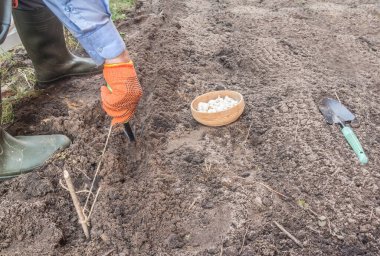 Soğan çiftçiliği süreci. Eldivenli eller, toprağa beyaz soğan koyuyor. Bahar ekimi mevsimi, sürdürülebilir bahçe işleri ve gıda üretim konsepti..