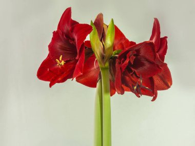 Gri arka planda çiçek açan koyu kırmızı hipotenyum (amirilit) dinamit