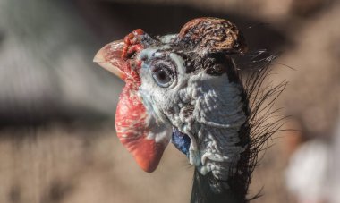 Canlı mavi ve kırmızı yüz işaretleri, desenli deri ve benzersiz bir cübbe ile başlıklı bir Gine Baykuşu 'nun (Numida meleagris) yakın çekimi. Kuşun keskin gözleri yumuşak, bulanık bir arka plana karşı duruyor..
