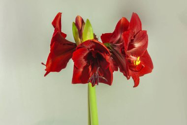 Gri arka planda çiçek açan koyu kırmızı hipopotam (amaryllis) dinamit. Mesaj için yer. Kapak, afiş, takvim için arkaplan