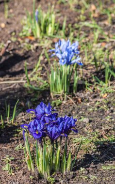  Iridodictyum, aynı zamanda iris reticulata ya da tüllü iris olarak da bilinir, güneşli bir günde bahar bahçesinde çiçek açar. Narin mor ve mavi çiçekler doğanın erken uyanışını simgeler.