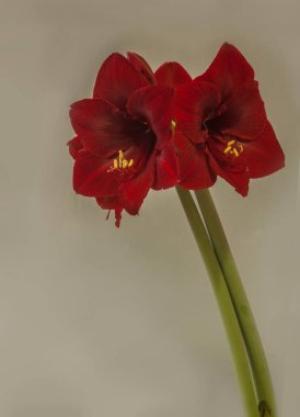 Gri arka planda çiçek açan koyu kırmızı hipopotam (amaryllis) dinamit. Mesaj için yer. Kapak, afiş, takvim için arkaplan