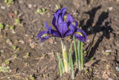 Iridodictyum veya iris reticulata veya güneşli bir günde çiçek açan ağlı iris.