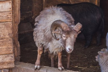 Ouessant koyunu. Kıvırcık yünlü ve büyük tüylü küçük bir koç. 