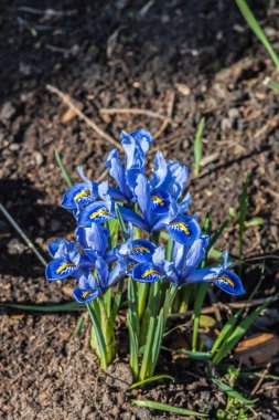 Iridodictyum, aynı zamanda iris reticulata ya da tüllü iris olarak da bilinir, güneşli bir günde bahar bahçesinde çiçek açar. Narin mor ve mavi çiçekler doğanın erken uyanışını simgeler.