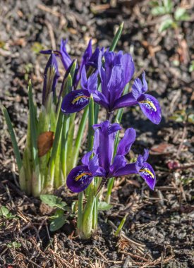 Iridodictyum, aynı zamanda iris reticulata ya da tüllü iris olarak da bilinir, güneşli bir günde bahar bahçesinde çiçek açar. Narin mor ve mavi çiçekler doğanın erken uyanışını simgeler..
