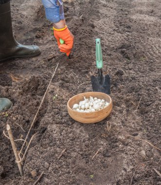 Soğan çiftçiliği süreci. Eldivenli eller, toprağa beyaz soğan koyuyor. Bahar ekimi mevsimi, sürdürülebilir bahçe işleri ve gıda üretim konsepti..