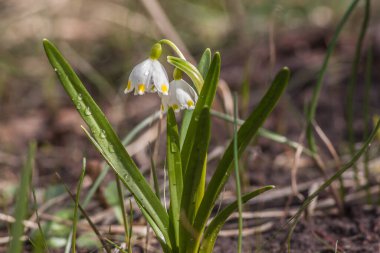 Leucojum vernum, Amaryllidaceae familyasından Amaryllidaceae familyasından bir bitki türü.