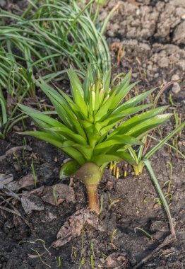 Bahar çiçekli Fritillaria Imperialis ve tomurcukları muscari yapraklarının arka planında. Üst görünüm