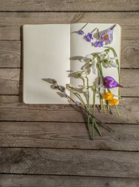 Bahar çiçekleri - kar damlaları, timsahlar, hepatika ve açık bir kitabın üzerindeki tüyler. Ahşap arka planda hala hayat var. Bahar, doğa ve botaniğin başlangıcı kavramı. Metin için boşluk