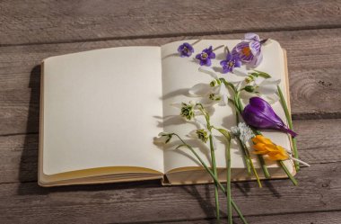 Bahar çiçekleri - kar damlaları, timsahlar, hepatika ve açık bir kitabın üzerindeki tüyler. Ahşap arka planda hala hayat var. Bahar, doğa ve botaniğin başlangıcı kavramı. Metin için boşluk