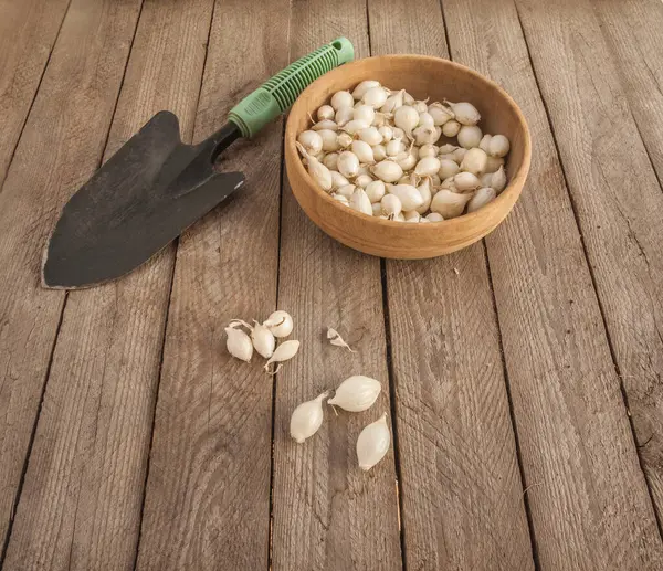 Basket of Snowball onion sets on weathered wood background. Organic garden planting for seasonal harvest. Flat lay composition highlighting natural farming and homegrown vegetable cultivation.