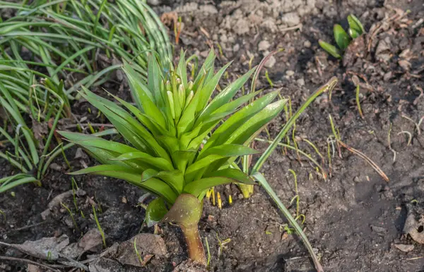 Bahar çiçekli Fritillaria Imperialis ile muscari yaprakları ve sümbüllerin arka planında tomurcuklar. Üst görünüm