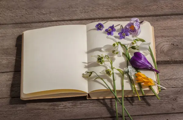 Bahar çiçekleri - kar damlaları, timsahlar, hepatika ve açık bir kitabın üzerindeki tüyler. Ahşap arka planda hala hayat var. Bahar, doğa ve botaniğin başlangıcı kavramı. Metin için boşluk