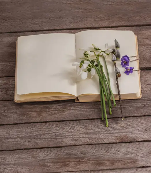 Snowdrops, pussy willows and hepatica flowers lie on the empty pages of an open notebook, creating a soft  spring mood. Space for text for seasonal messages, designs and creative projects.