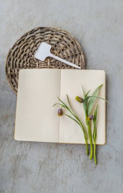 Üç narin Fritillaria uva-vulpis sapına yakın çekim yatıyordu. Kapalı tomurcuklar boş, açık bir defter üzerinde dinleniyordu. Yakınlarda beyaz bir bahçe etiketi var. Yumuşak mevsimlik bahar estetiği, metin için boşluk.