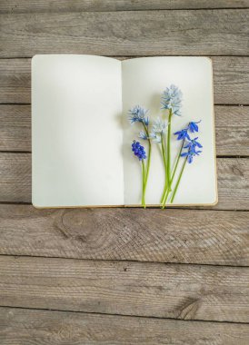 Açık bir defterde açık mavi çiçekler - Puschkinia, Muscari, Scilla -. Botanik baharı, kırsal ahşap arka planlı, sakin bir hayat. Bahçe işleri notları ya da doğa günlüğü düz yatıyordu.