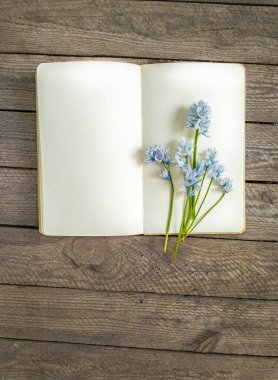Narin Puschkinia scilloides, ya da çizgili squill, Lübnan Squill açık bir boş defter üzerinde. Botanik baharı, kırsal ahşap arka planlı, sakin bir hayat. Bahçe işleri notları ya da doğa günlüğü düz yatıyordu.  