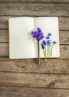 Narin bahar çiçeği- Sümbül, Muscari, Scilla, Hepatica boş defterde. Botanik baharı, kırsal ahşap arka planlı, sakin bir hayat. Bahçıvanlık notları ya da doğa günlüğü..