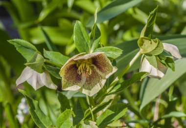 Güneşli bir bahar bahçesinde çiçek açan Kafkasyalı dağsıçanı (Helleborus Kafkasya). Yeşilimsi çiçekleri yağmurdan sonra parlayan derimsi yapraklarla selamlamak, taze manzaraya yabani zarafet katar..