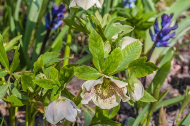 Helleborus Kafkasya, arka planda mavi sümbüller olan bir bahar bahçesinde çiçek açıyor. Yeşil sallanan çiçekler ve canlı mavi renkler yumuşak güneş ışığında canlı mevsimsel bir kontrastlık yaratır..
