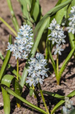 Çizgili Squill (Puschkinia scilloides var. Güneşli bir bahar bahçesinde çiçek açan libanotica. Soluk çizgili yumuşak mavi çiçekler, ılık güneş ışığında parlayan, yenilenmeyi ve büyümeyi simgeleyen.