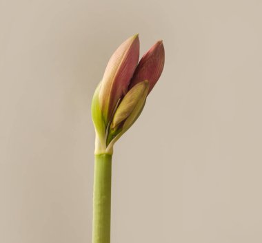 Gri arka planda çiçek açan pembe Amaryllis (Hippeastrum) Galaksi Grubu izole edildi.