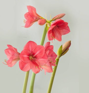 Three peduncles with buds of pink hippeastrum (amaryllis) on a gray background
