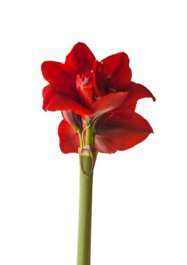 Beyaz arka planda koyu kırmızı Hippeastrum (amarillis) 