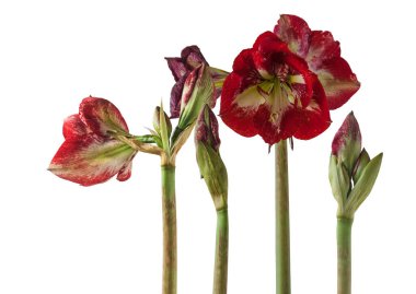 Kırmızı lekeler (Stagonospora curtisii) ve beyaz arka planda bulunan akarsular tarafından enfekte edilmiş canlı kırmızı yapraklı 