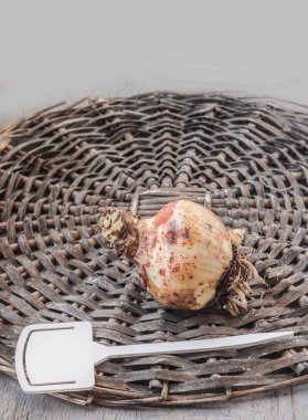 Kırmızı benek hastalığı (Stagonospora curtisii) ve akide hasarı olan hipofiz ampulü (Amaryllis ampulü). Ampul kurumuş kökleri ve lezyonları gösteriyor, yakınlarda bir bitki etiketi olan eski bir örgü tepside dinleniyor.. 