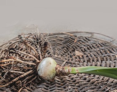 Hippeastrum (amarillis) kökleri hasır bir çemberde olan ampul