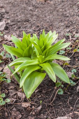 Bir bahar bahçesinde uzun bir Fritillaria Raddeana (imperialis grubu) 'nın yükselen yeşil kolyesi. Doğal ışık, görünür toprak ve kurumuş yapraklar. Süslü ampulün Mart büyüme aşaması.