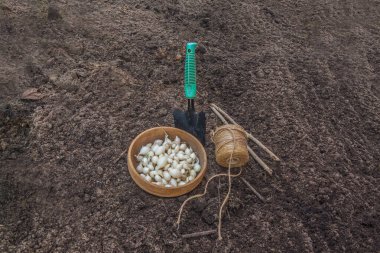 A bowl with Snowball onion sets, a garden trowel, and freshly dug soil ready for planting. Spring gardening, organic farming, and vegetable cultivation concept. Seasonal flat lay composition.