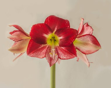 Flowering red and white hippeastrum (amaryllis) Flamenco Queen on a gray background isolated