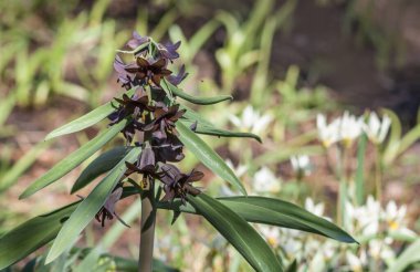 Çiçek açan Korolkowia lawerzowii (Fritillaria lawerzowii), çiçek açan botanik lalelerin yumuşak bir zeminine kurulmuş, eşsiz yeşil-sarı ve kestane çiçekleriyle. 