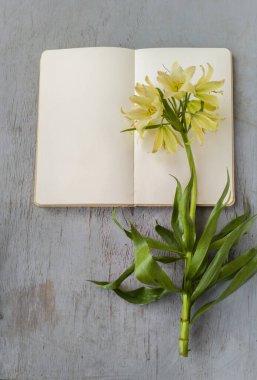 Fritillaria Raddeana sapının tepesinde soluk sarı çan şeklinde çiçekler ve fotokopi alanı için boş sayfalar vardı. Kırsal gri ahşap arka plan.