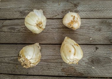 Dört Fritillaria persica ampulünün kırsal ahşap tahtalara dizilmiş, karakteristik açık renk ve şekilleriyle tepeden (düz yatay) görünümü. Sonbahar ekimi için hazır. Kopyalama alanı.