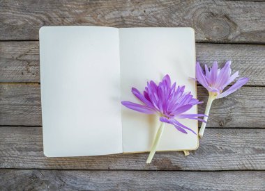 Kırsal ahşap bir yüzey üzerinde boş sayfaları olan açık bir defterin yanında iki narin 'Waterlily' Colchicum çiçeği yatıyor. Not defterinde metin veya notlar için yeterli kopya alanı var. Sonbahar teması