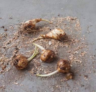 Çiçek dikmeden önce bahçe masasında ampuller. Bahçeye camassia soğanı ekiyorum.