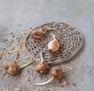 Çiçek dikmeden önce bahçe masasında ampuller. Bahçeye camassia soğanı ekiyorum.