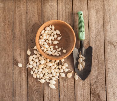 Taze soğan seti ahşap arka planda bir bahçe küreği ile ahşap bir kasede bahar bahçesi mevsiminde ekime hazır. Mevsimlik hasat için organik bahçe ekimi.