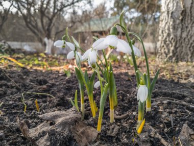 Close-up of snowdrops (Galanthus) with green markings on inner petals growing in the garden. Early spring bloom of snowdrops in the garden