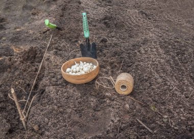 A bowl with Snowball onion sets, a garden trowel, and freshly dug soil ready for planting. Spring gardening, organic farming, and vegetable cultivation concept. Seasonal flat lay composition.